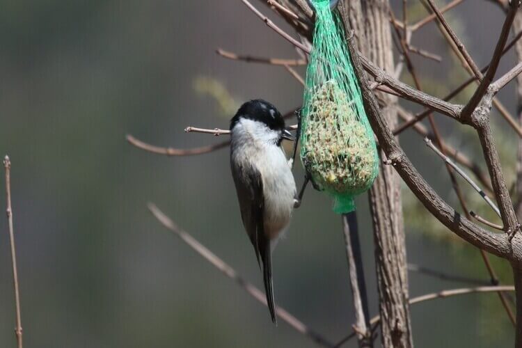 Mésange nonette aux gites les terres noires